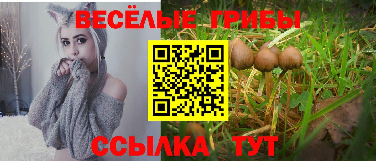 Псилоцибиновые грибы Psilocybe  Вход с VPN  Кунгур 
